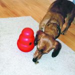 Food toys provide dogs with mental stimulation that can improve anxiety issues. | Jamie Rothenburger photo