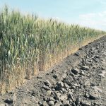 While the moisture from recent storms is welcome, it will do little to alleviate drought conditions that have been developing across the Prairies for several years. | File photo