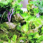 A wall of greens grows under Harvest Today’s modular vertical farming system. | Alexis Stockford photo