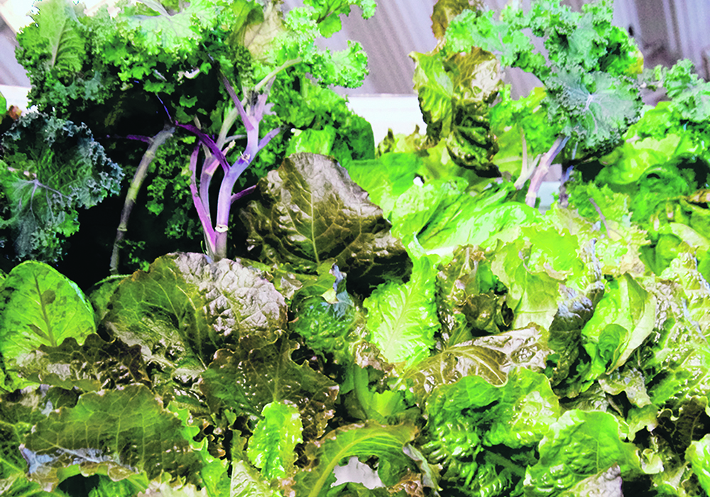 A wall of greens grows under Harvest Today’s modular vertical farming system.  |  Alexis Stockford photo