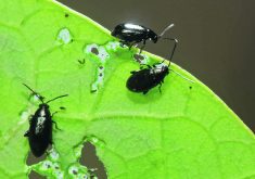 The Canola Council of Canada has a seeding rate calculator on its website to help growers avoid a low plant density and protect their crops from flea beetle damage.  |  File photo