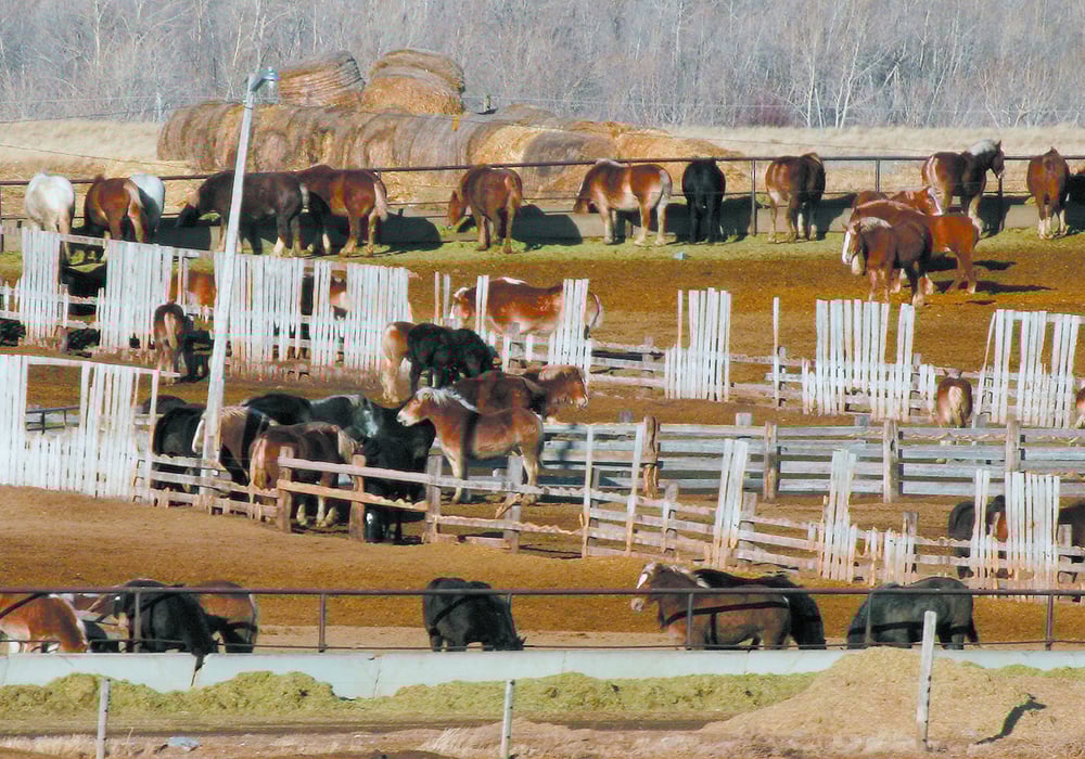 Conservative agriculture critic and Alberta Foothills MP John Barlow said some [people who raise horses for the overseas meat market] were harassed and bullied and wanted no part of the study, even though they could lose their livelihood if the bill is passed. | File photo
