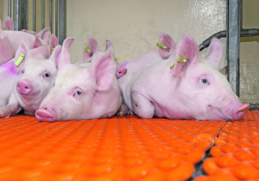 Porcine deltacoronavirus (PDCoV), which is in the same family as both porcine epidemic diarrhea and transmissible gastroenteritis, presents similarly to its more serious cousin, PED, but it does not cause the over 90 per cent piglet mortality that PED is famous for.  |  File photo