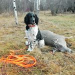 This Large Munsterlander dog has passed a tracking test offered by the Versatile Hunting Dog Federation of Canada. The author writes that it’s time the Prairie provinces allow these kinds of dogs for recovering game. | Joe Schmutz photo