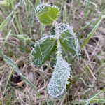 A killing frost usually refers to conditions in which more than 50 per cent of the vegetation in a region has been killed by frost, and a freeze is when ice crystals form in plant tissue, resulting in permanent injury. | Twitter.com/@RodNickel_Rtrs photo