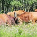 Beef producers have begun finding ways to successfully use sexed semen to achieve specific goals. | File photo
