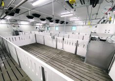 Increasing space allowances is one of the management strategies used by “no antibiotics ever” companies in the United States.  |  Diana Martin photo