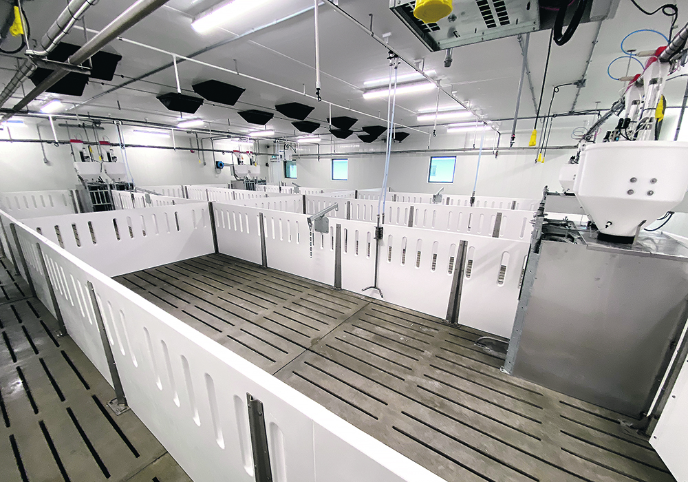 Increasing space allowances is one of the management strategies used by “no antibiotics ever” companies in the United States.  |  Diana Martin photo