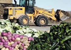 Food waste such as unpurchased or blemished vegetables from grocery stores can be consumed by cattle and diverted from landfills. | Canadian Cattle Association photo