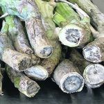 Samples show canola stem discolouration due to blackleg infection. | Michael Harding photo