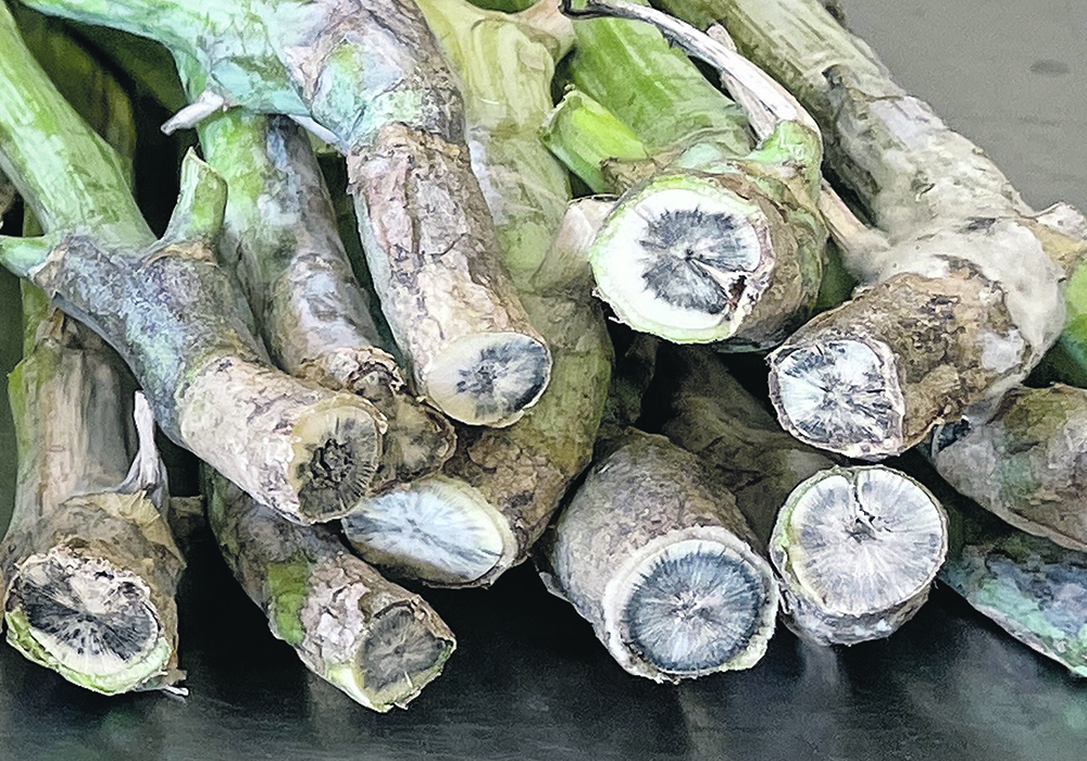 Samples show canola stem discolouration due to blackleg infection.  |  Michael Harding photo