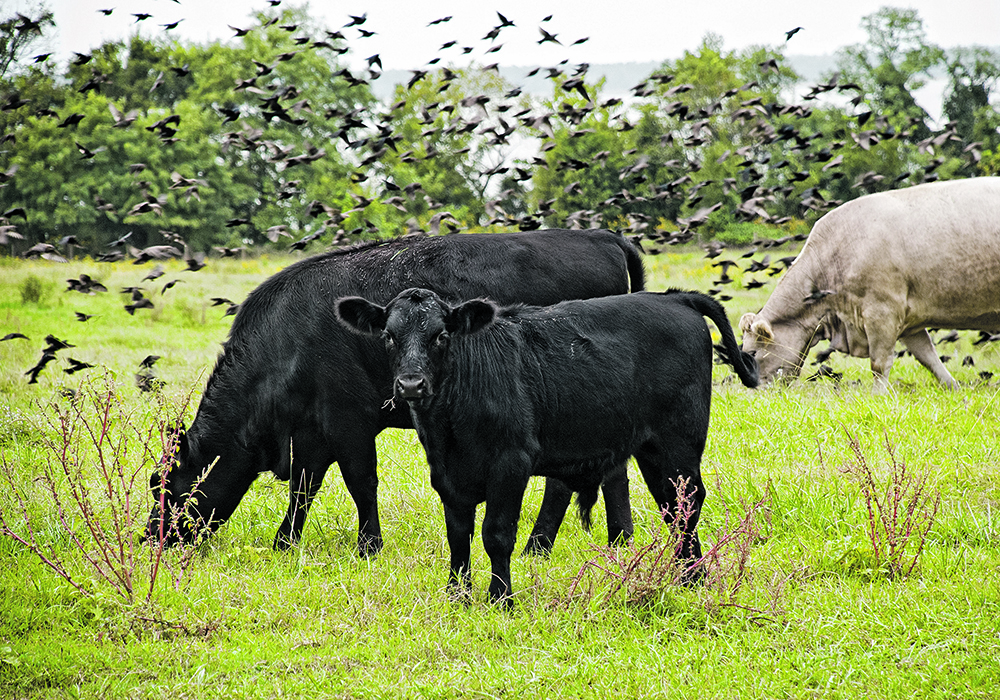Pigeons, grackles and blackbirds are now being pointed to as sources of bovine influenza A virus in U.S. cattle.  |  Getty Images photo