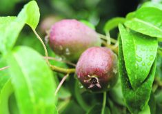 Researchers say British Columbia’s Okanagan Valley can produce 34 per cent of its fruit requirements.  |  File photo