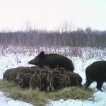Many hog producers fear that concerns about wild pigs spreading diseases from Canada to the United States could cause the U.S. border to be closed to Canadian pigs at some point. | University of Saskatchewan photo
