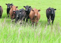Cattle producers and grain growers who enter into grazing partnerships are urged to write a rock-solid agreement. | File photo