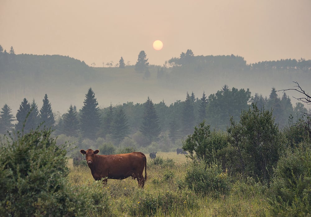 The first major and obvious impact is the effect of smoke on temperatures. Smoke particles both scatter and absorb sunlight, which leads to lower surface temperatures. | Getty Images