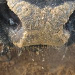 "This is a ground-breaking day for Canadian agriculture as the (CFIA) confirms its livestock feed guidance, marking the final piece in a series of vital policy updates that began in 2018," said Krista Thomas, vice-president for trade policy and seed innovation with the Canada Grains Council. | File photo