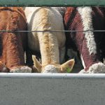 How effective are Canada’s farmers in getting to the power brokers and the people? It seems like a mixed bag. In a major success just last week, the Canadian Food Inspection Agency approved the use of gene-edited crops in livestock feed, something that farmer and industry representatives and lobbyists have long fought for. | File photo