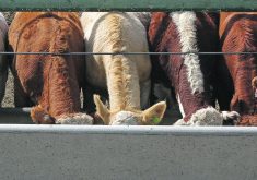 How effective are Canada’s farmers in getting to the power brokers and the people? It seems like a mixed bag. In a major success just last week, the Canadian Food Inspection Agency approved the use of gene-edited crops in livestock feed, something that farmer and industry representatives and lobbyists have long fought for. | File photo