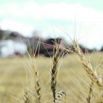 Australian wheat production is expected to be 25.8 million tonnes for the 2024-25 marketing year, slightly below the 26 million produced the previous year and three per cent lower than the 10-year average. | Reuters/ Jonathan Barrett photo