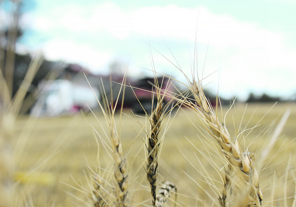 Australian wheat production is expected to be 25.8 million tonnes for the 2024-25 marketing year, slightly below the 26 million produced the previous year and three per cent lower than the 10-year average. | Reuters/ Jonathan Barrett photo
