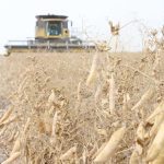 Russia has become a huge pea competitor to Canada. Farmers in that country produced about 4.7 million tonnes of the crop last year, compared to 2.6 million tonnes in Canada. | File photo