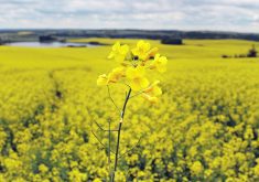 The good news is that canola-based SAF qualifies for the base blender's credit of US$1.25 per gallon because it was previously approved by the U.S. Environmental Protection Agency as an eligible feedstock. The bad news is that it does not qualify for the additional 50 cent per gallon blender's credit that is up for grabs. | File photo