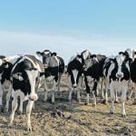 Bovine influenza A virus has so far been limited to dairies, and it’s not yet known how it could affect beef herds. Canadian producers are being urged to keep a vigilant eye out for signs in their herds. | File photo