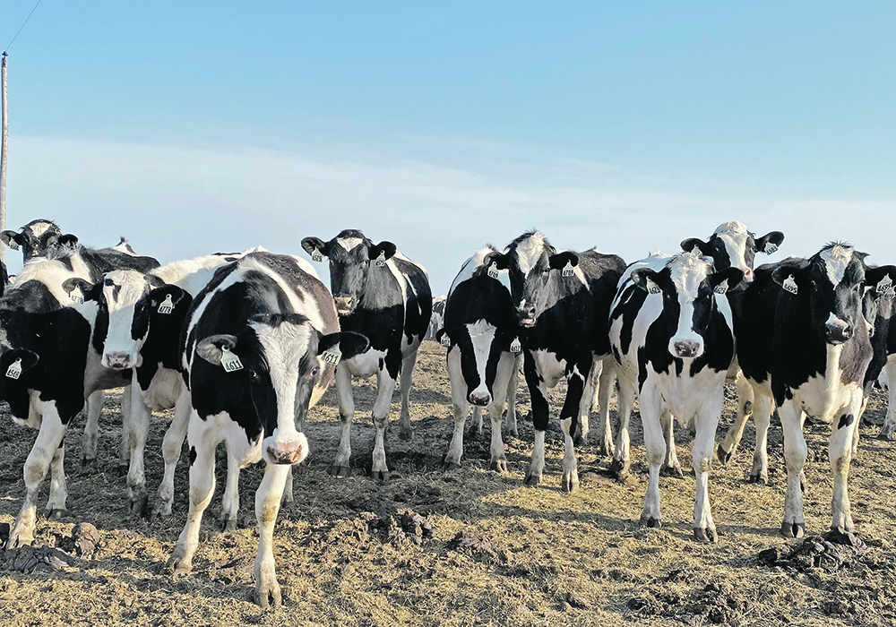 Bovine influenza A virus has so far been limited to dairies, and it’s not yet known how it could affect beef herds. Canadian producers are being urged to keep a vigilant eye out for signs in their herds.  |  File photo