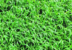 Scientists from Agriculture Canada, Olds College and the University of Saskatchewan recently tested AB Maximizer and other forage barley varieties at research centres in Manitoba, Saskatchewan and Alberta.  |  Getty Images