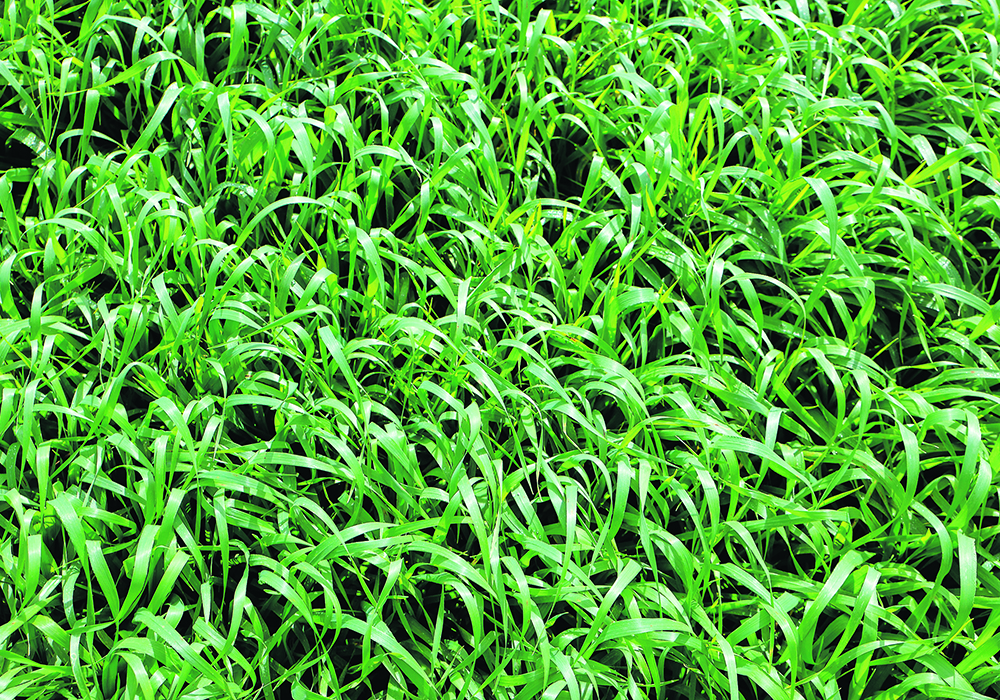 Scientists from Agriculture Canada, Olds College and the University of Saskatchewan recently tested AB Maximizer and other forage barley varieties at research centres in Manitoba, Saskatchewan and Alberta.  |  Getty Images