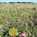 Some cattle producers seed a cocktail of cover crops for grazing, which can include turnips, radishes, sunflowers and fababeans. | File photo