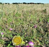 Some cattle producers seed a cocktail of cover crops for grazing, which can include turnips, radishes, sunflowers and fababeans.  |  File photo