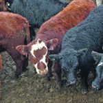 An increasing understanding of the relationship between gut health and lung health may help prevent bovine respiratory disease in feeder cattle. | File photo