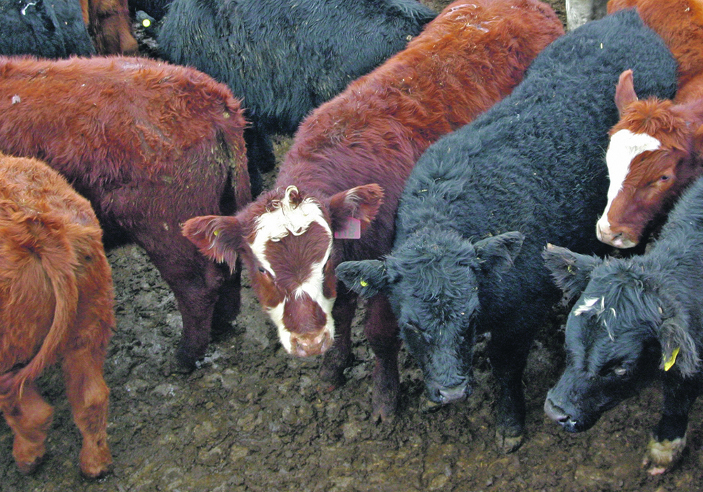 An increasing understanding of the relationship between gut health and lung health may help prevent bovine respiratory disease in feeder cattle.  |  File photo