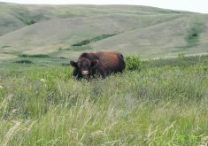 A recent report says maintaining grasslands as working landscapes is important for biodiversity and carbon sequestration.  |  File photo