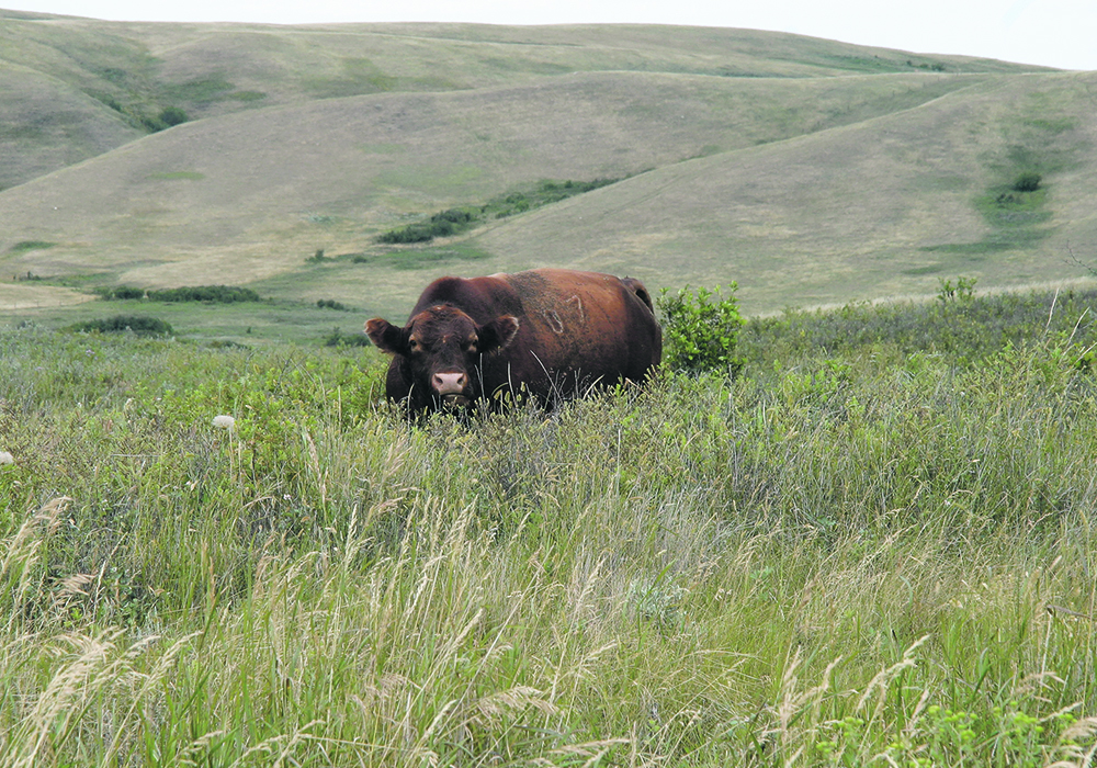 A recent report says maintaining grasslands as working landscapes is important for biodiversity and carbon sequestration.  |  File photo