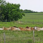 Productivity data, such as what has recently been gleaned from the Canadian Cow-Calf Surveillance Network, provides producers with valuable benchmarking information that can help them evaluate their herd’s data and compare it to the percentiles in the study to see whether they rank in the top 25 per cent or the bottom 25. | File photo