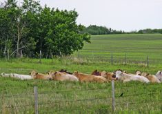 Productivity data, such as what has recently been gleaned from the Canadian Cow-Calf Surveillance Network, provides producers with valuable benchmarking information that can help them evaluate their herd’s data and compare it to the percentiles in the study to see whether they rank in the top 25 per cent or the bottom 25.  |  File photo
