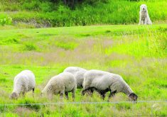 Livestock guardian dogs are among the eligible investments under the new Livestock Predation Prevention Program.  |  Alexis Stockford photo
