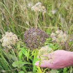 Water hemlock is probably the most toxic poisonous plant threatening cattle on pasture. | File photo
