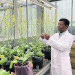 University of Alberta researcher Habibur Rahman believes crossing canola with genes from its extended family will result in a host of desirable traits in the crop. | Bev Betkowski photo