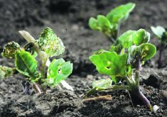 Cool and dry growing conditions in the spring allow flea beetles to cause significant damage to canola seedlings.  |  File photo