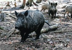 Saskatchewan's moratorium on new wild boar farms are part of the province's strategy to help deal with the potential risk of boars escaping and becoming feral. | File photo