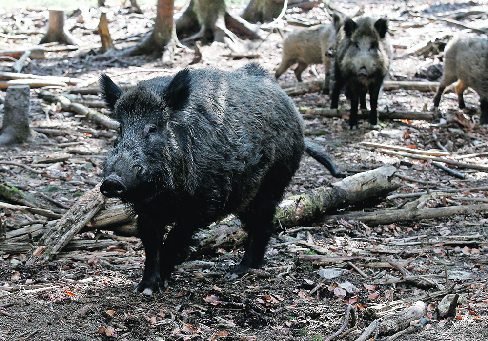 Saskatchewan's moratorium on new wild boar farms are part of the province's strategy to help deal with the potential risk of boars escaping and becoming feral. | File photo