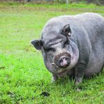 Ontario has mainly dealt with individual wild pigs, including escaped or abandoned pets such as Vietnamese pot-bellied pigs. | Getty Images