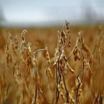 Freight on board (FOB) soybean prices for July have dramatically narrowed between Brazil and the United States. | File photo