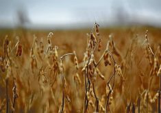 Freight on board (FOB) soybean prices for July have dramatically narrowed between Brazil and the United States. | File photo