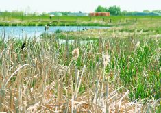 Saskatchewan’s Water Security Agency claims 86 per cent of the province’s wetlands are undrained, but the opposition NDP says the number is 51 per cent.  |  File photo