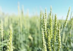 The latest approvals are particularly notable in that they include a wheat type that has been gene edited to be resistant to the fungal disease powdery mildew.
 | File photo